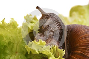 Large snail eating salad