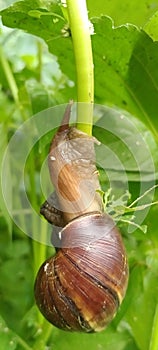 a large snail is eating spinach leaves