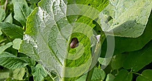 A large snail glides over a large leaf of burdock