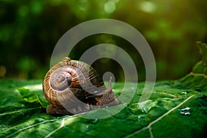 Large  snail on green leaf