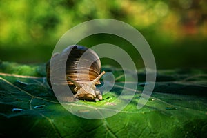 Large snail on green leaf