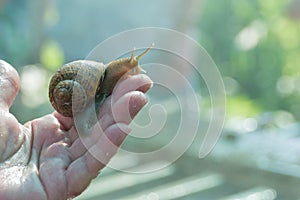 A large snail Helix Aspersa Maxima in the hand of a farmer on a snail farm. Breeding edible snails. Business