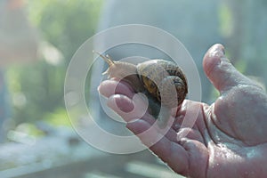 A large snail Helix Aspersa Maxima in the hand of a farmer on a snail farm. Breeding edible snails. Business