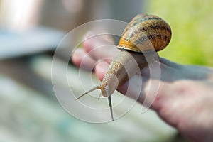 A large snail Helix Aspersa Maxima in the hand of a farmer on a snail farm. Breeding edible snails. Business