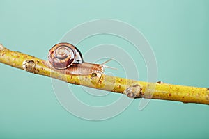 A large snail with horns and a brown shell crawls along a branch on a green background