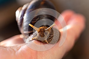 A large snail on a human hand. Pet, cosmetology and useful properties. A snail from the Helicidae family