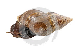 Large snail isolated on white background. Close-up. The concept of nature.