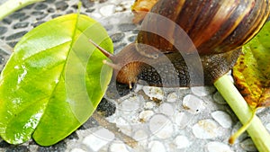 A large snail with reddish brown stripes crawls on the calcareous floor to devour the leaves.