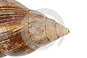 Large snail shell isolated on white background. Close-up.