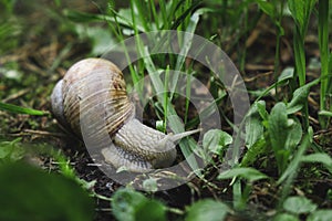 A large snail in a sink crawls on the ground