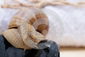 Large snail slowly creeps on black stones, natural background