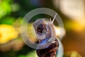Large snail on a tree branch. Burgudian, grape or Roman edible snail from the Helicidae family. Air-breathing gastropods