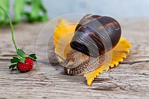 A large snail on a tree feeds on a face of a strawberry. Burgudian, grape or Roman edible snail from the Helicidae family