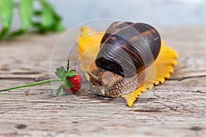 A large snail on a tree feeds on a face of a strawberry. Burgudian, grape or Roman edible snail from the Helicidae family