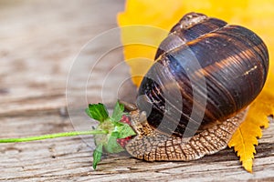 A large snail on a tree feeds on a face of a strawberry. Burgudian, grape or Roman edible snail from the Helicidae family