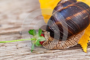 A large snail on a tree feeds on a face of a strawberry. Burgudian, grape or Roman edible snail from the Helicidae family