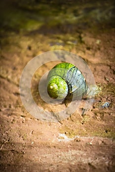 A large snail