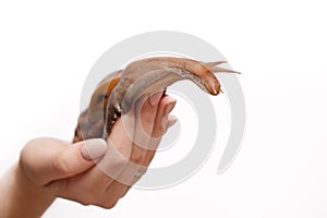 large snail in a woman's hand isolate on a white background, skin regeneration and rejuvenation