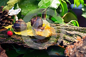 Large snails crawling along the bark of a tree. Burgudian, grape or Roman edible snail from the Helicidae family