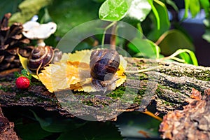 Large snails crawling along the bark of a tree. Burgudian, grape or Roman edible snail from the Helicidae family