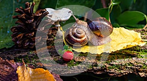 Large snails crawling along the bark of a tree. Burgudian, grape or Roman edible snail from the Helicidae family