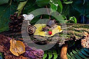 Large snails crawling along the bark of a tree. Burgudian, grape or Roman edible snail from the Helicidae family