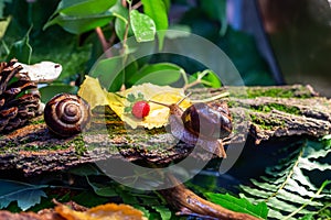 Large snails crawling along the bark of a tree. Burgudian, grape or Roman edible snail from the Helicidae family