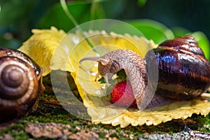 Large snails crawling along the bark of a tree. Burgudian, grape or Roman edible snail from the Helicidae family