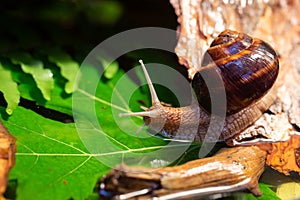 Large snails crawling along the bark of a tree. Burgudian, grape or Roman edible snail from the Helicidae family