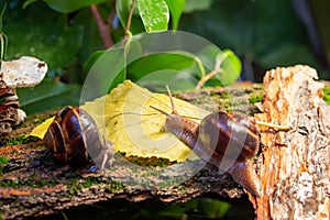 Large snails crawling along the bark of a tree. Burgudian, grape or Roman edible snail from the Helicidae family