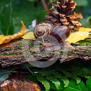 Large snails crawling along the bark of a tree. Burgudian, grape or Roman edible snail from the Helicidae family