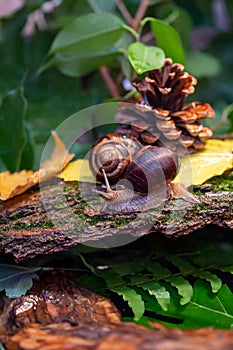 Large snails crawling along the bark of a tree. Burgudian, grape or Roman edible snail from the Helicidae family