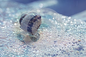 Large snails Helix Aspersa Maxima under running water on a snail farm. Breeding edible snails. Business