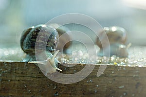 Large snails Helix Aspersa Maxima under running water on a snail farm. Breeding edible snails. Business