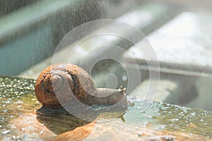 Large snails Helix Aspersa Maxima under running water on a snail farm. Breeding edible snails. Business