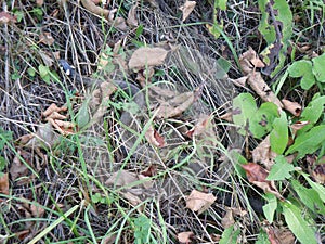 Snake hidden among dry plants and leaves, almost invisible.  perspicacity test photo