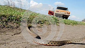 Large snake with an orange belly on the background of a car in the steppe