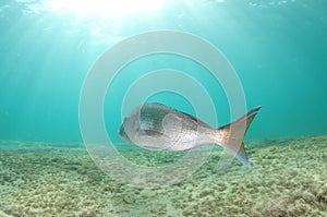 Large snapper swimming away under sunlight