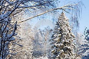 large snow-covered spruce tree in snowy city park