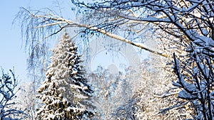 large snow-covered spruce tree in snowy forest