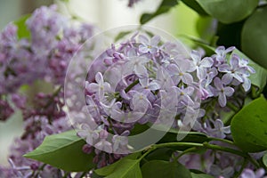 Large soft bulky branch of lilac with five petal flowers.