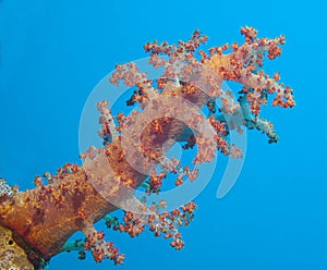 Large soft coral on a tropical coral reef