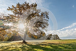 Large solitary oak tree in a meadow in the countryside in autumn