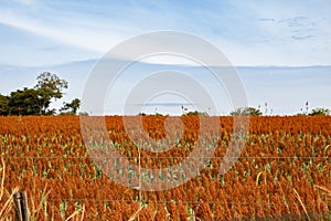 A large sorghum plantation with the sky in the background. photo