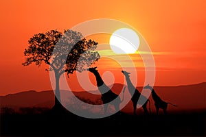 Veľký juh žirafy na západ slnka v 
