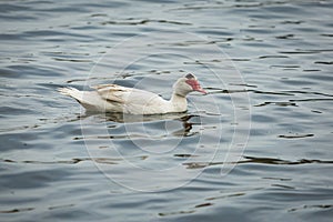 Large southamerican Muscovy Duck