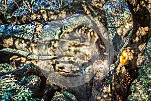 Large southern live Angel Oak Tree on John`s Island, South Carol