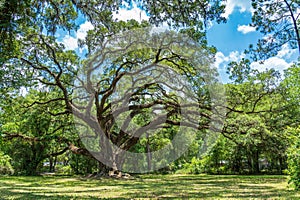 Large southern live oak tree Quercus virginiana estimated to be over 300 years old - Dade Battlefield Historic State Park