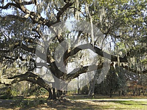 Large southern oak tree with Spanish moss