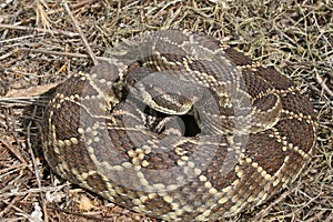 Large Southern Pacific Rattle Snake Crotalus oreganus helleri coiled in Southern California